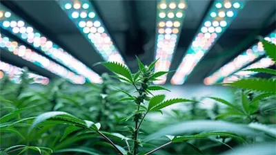 Bagaimana memilih cahaya tumbuhan yang betul?